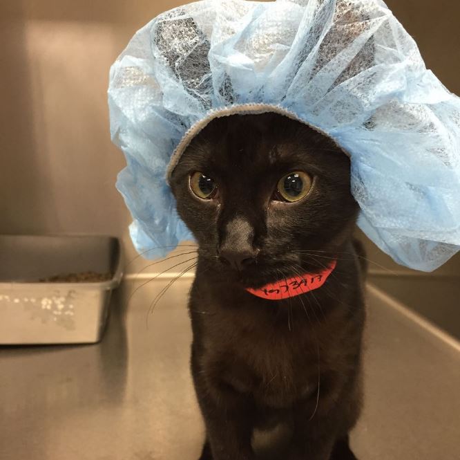 cat in hospital hair net