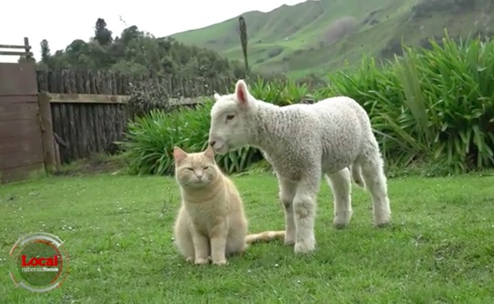 steve and lamb buddy