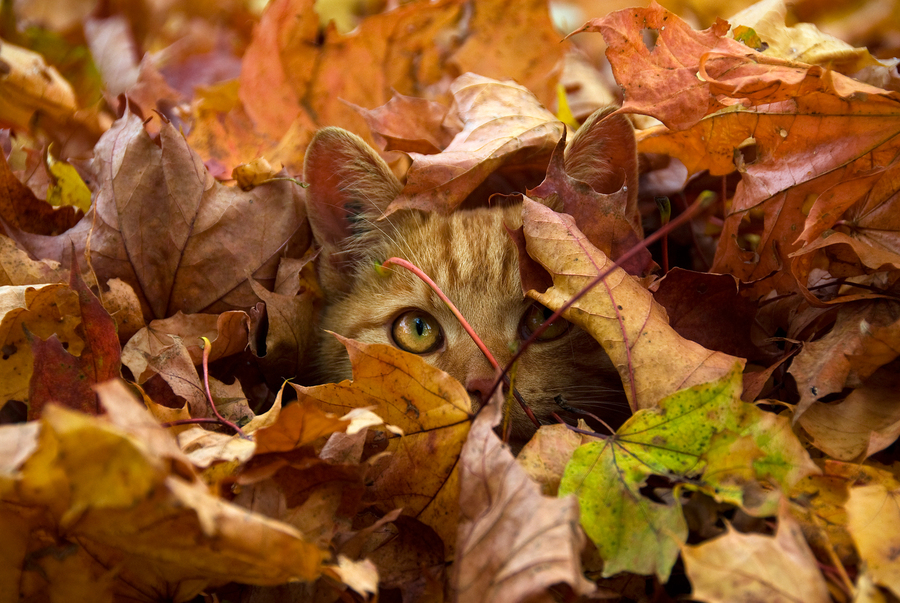 Image result for animated fall picture with cats