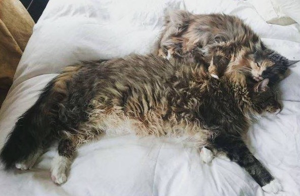 ludo and arwen cuddling