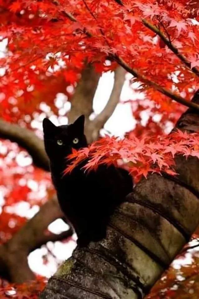 black cat in tree