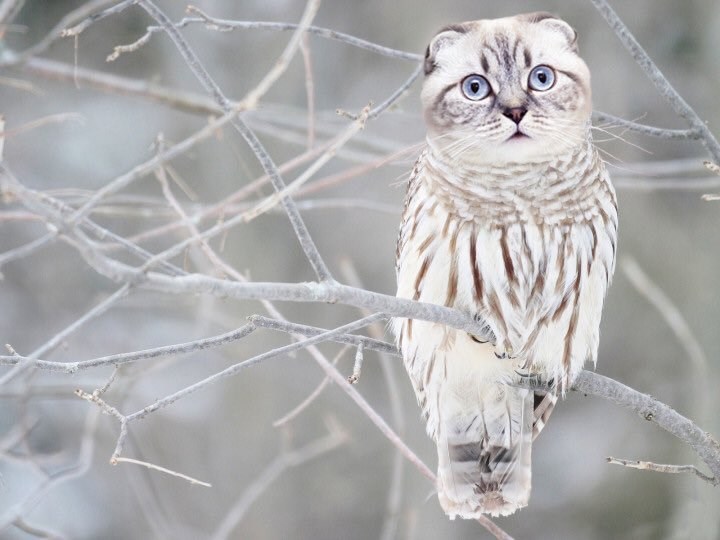 Meet the Meowls... the owl and cat hybrid the has graced us