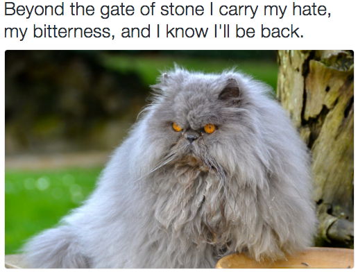 black-metal-cats-cats-paired-with-metal-lyrics-and-it-s-hilariously