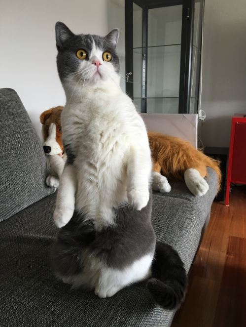cat standing up 