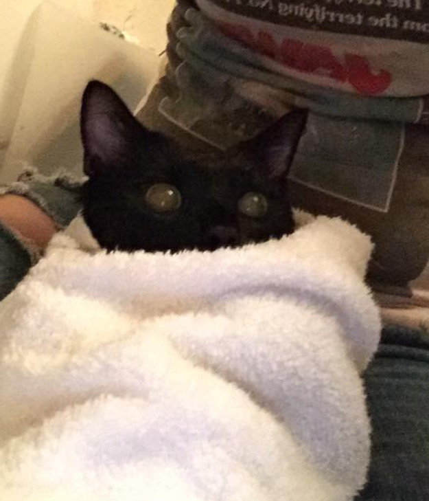 Salem wrapped up in a towel