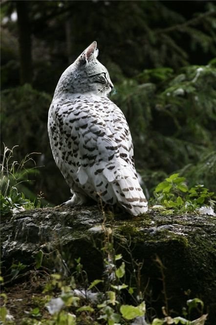 Meet the Meowls... the owl and cat hybrid the internet has graced us