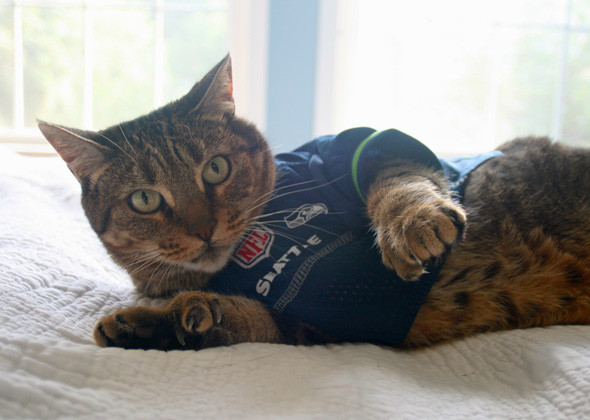 cat nfl jerseys