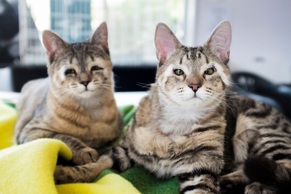 Felix and Dora waiting for their forever home