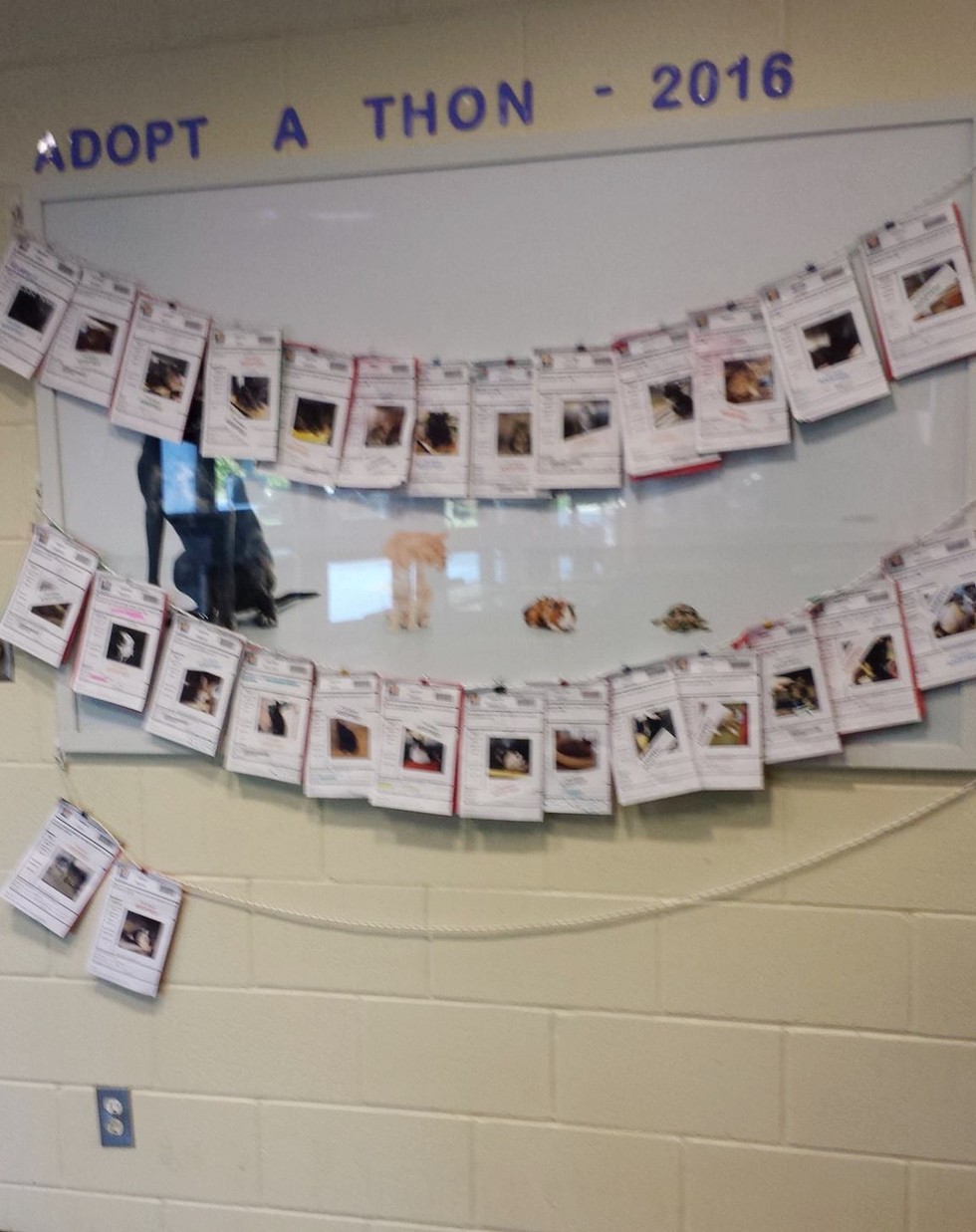 adopt cards hanging in shelter