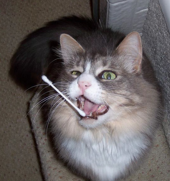cat playing with q tip 9