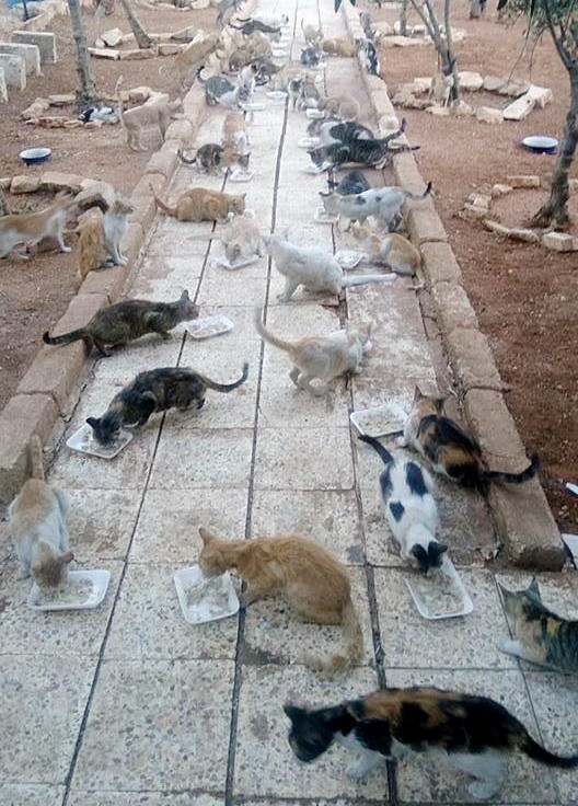 mohammad feeding hundred of cats