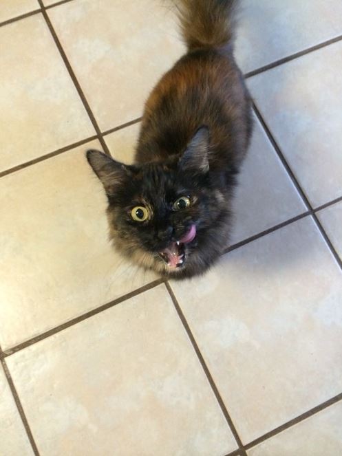 Tortitude - a look into the unique personality of tortoiseshell cats