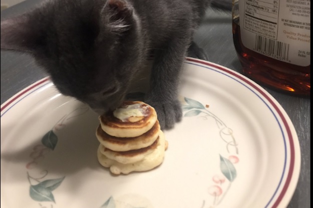 cat pictures
