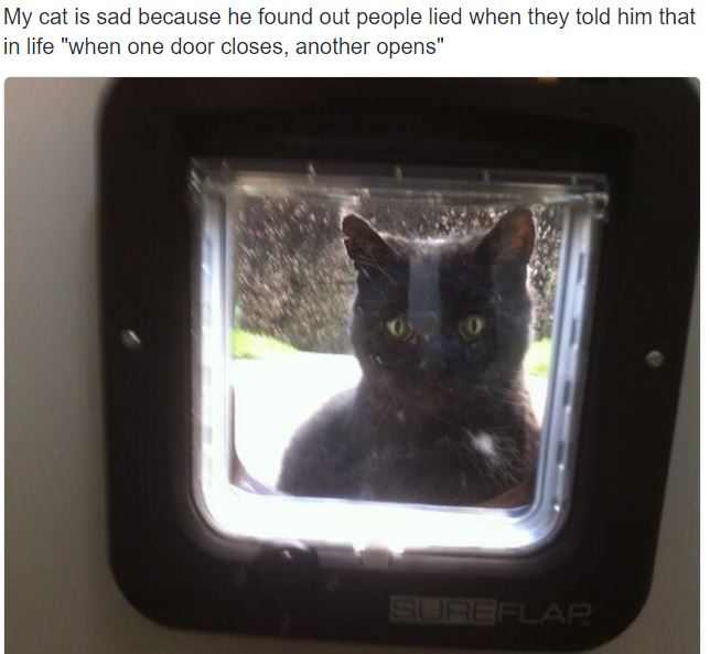 The reasons why this cat is sad are downright hilarious (Gallery)