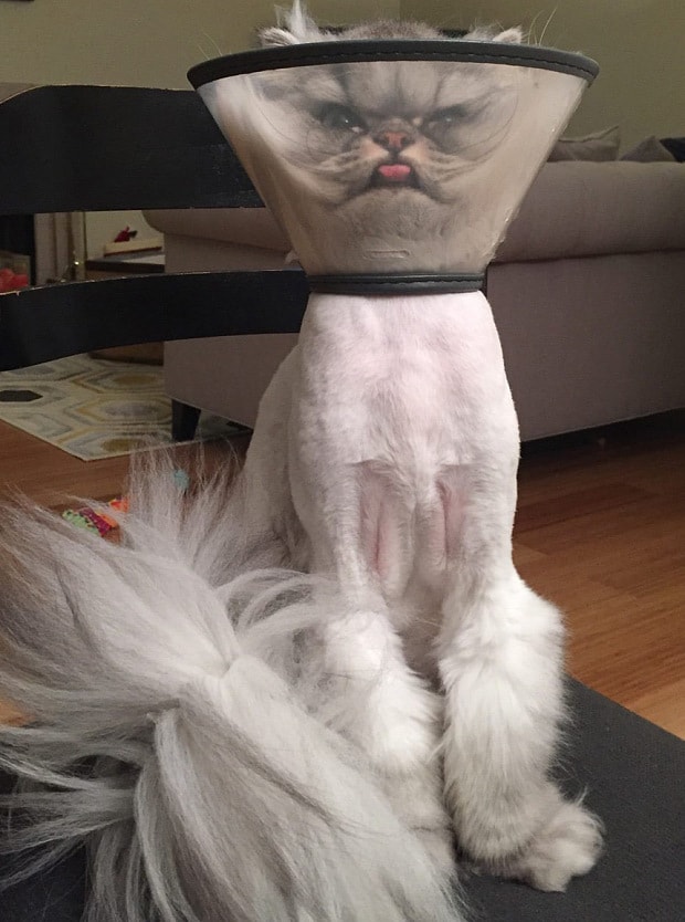cat wearing the cone of shame