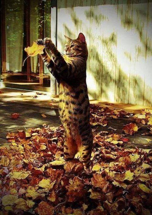 cat playing with leaf