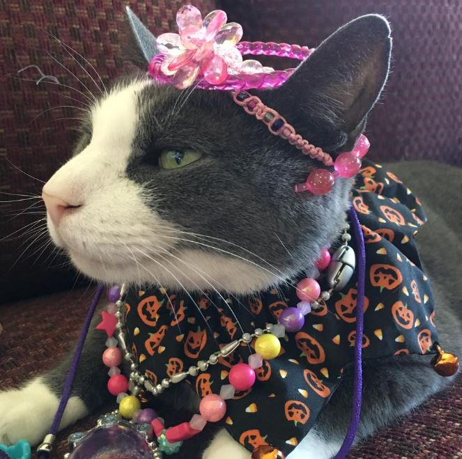 dress up cat