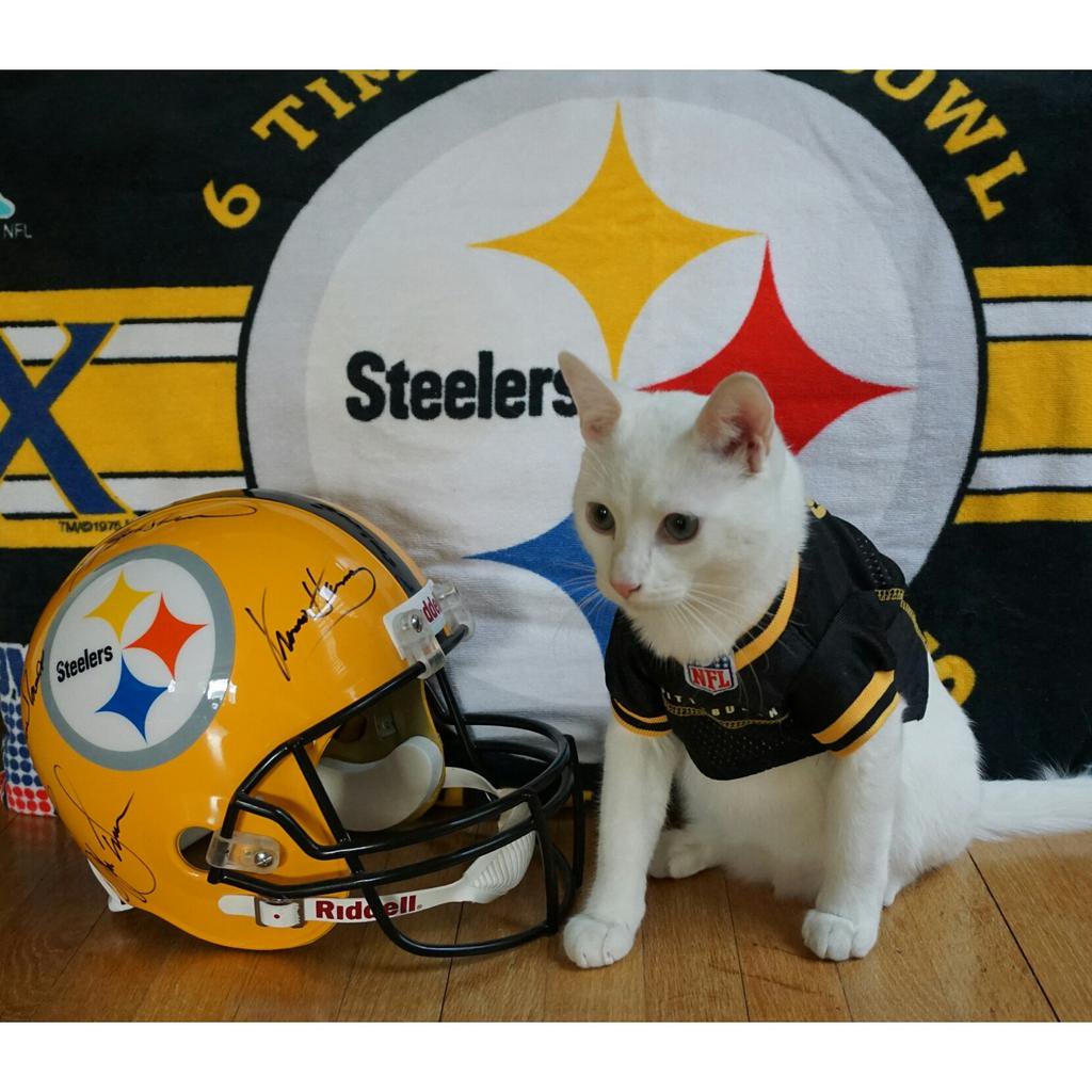 cat steelers jersey