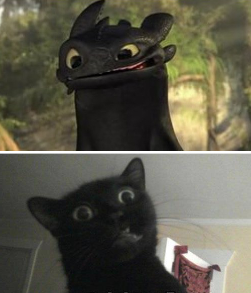 21 black cats that look just like Toothless the dragon 