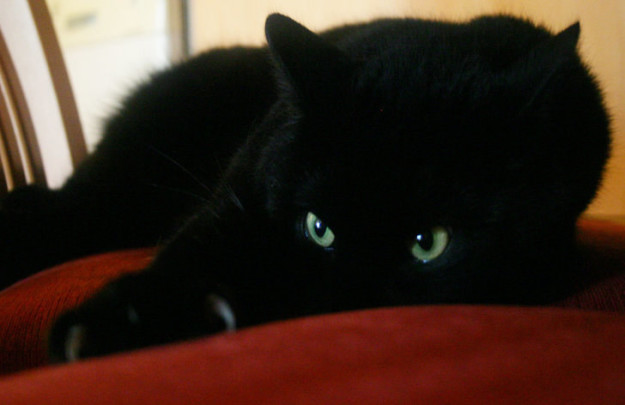 black cat friday 11