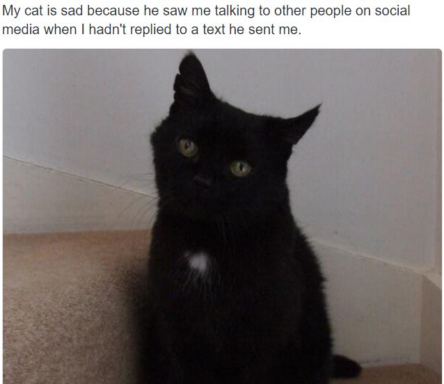 The reasons why this cat is sad are downright hilarious (Gallery)