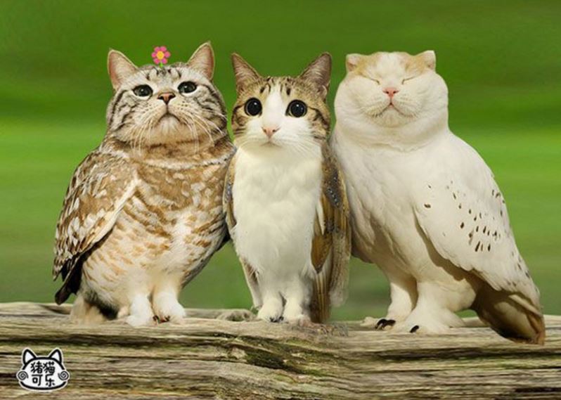Image result for owl cat