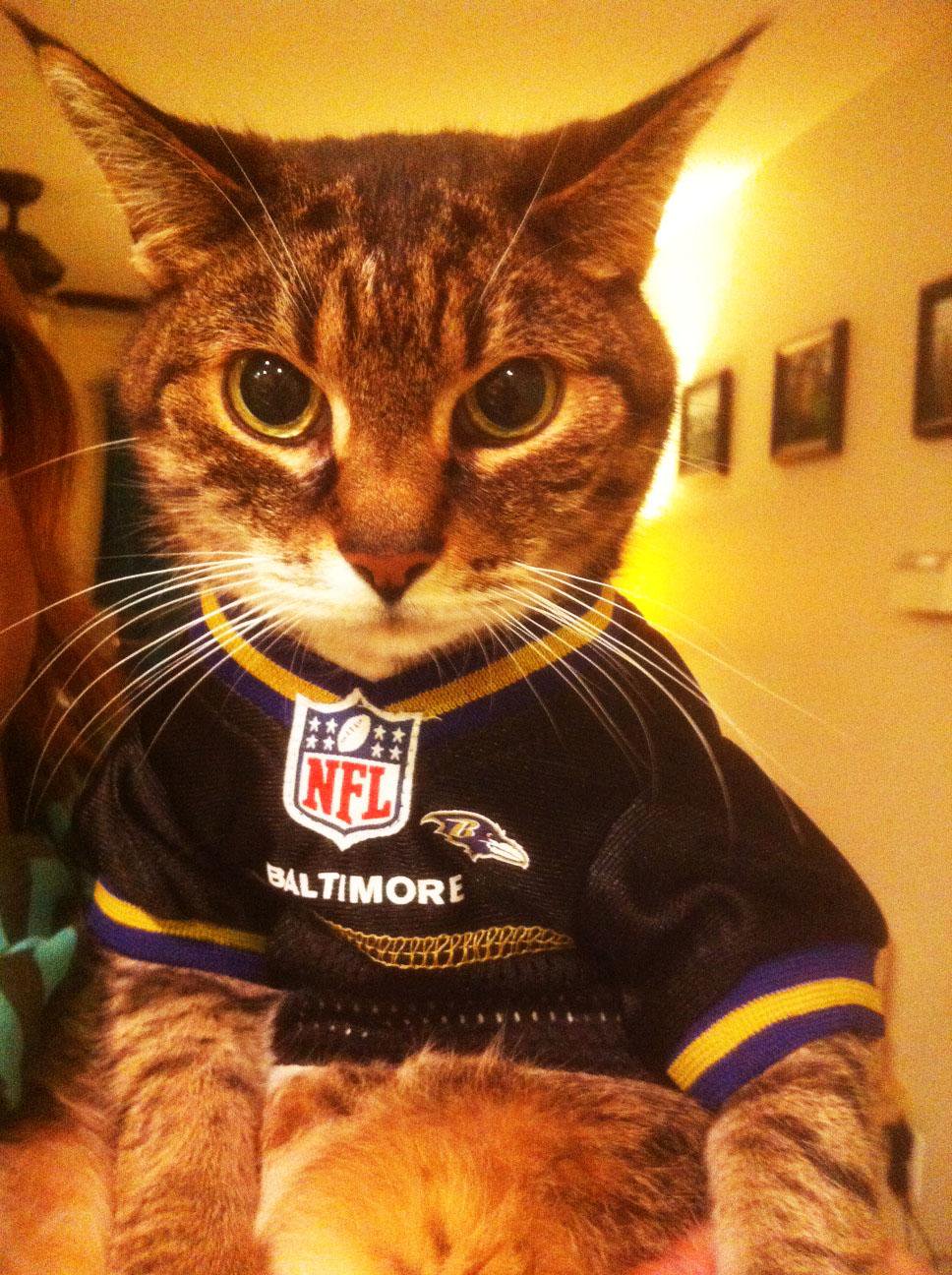 21 cats who are PUMPED for the NFL season