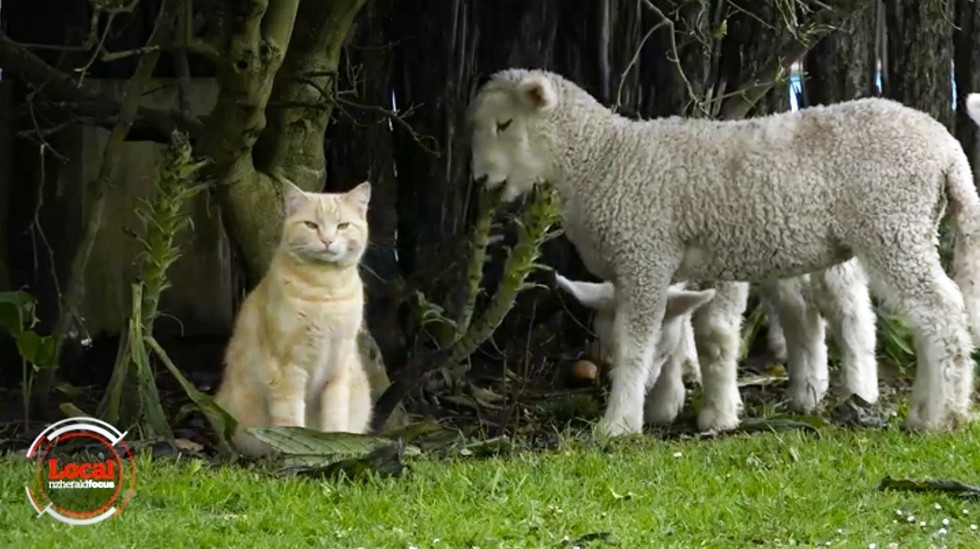 cat and lamb