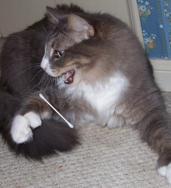 cat playing with q tip 6