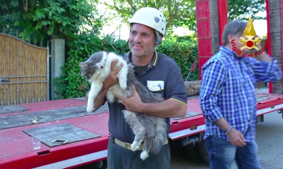 rocco the cat pulled from rubble