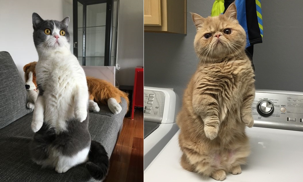 21 Cats That Might Actually Be Meerkats