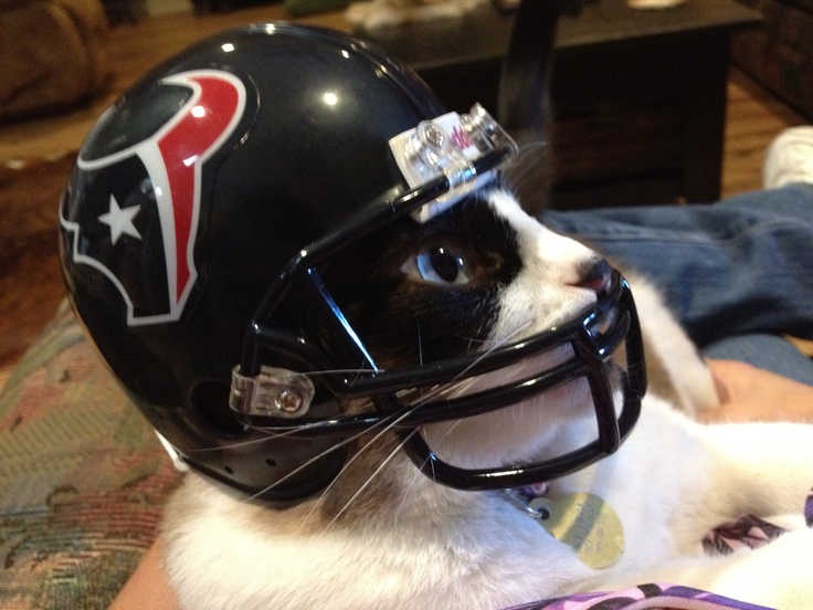 21 cats who are PUMPED for the NFL season