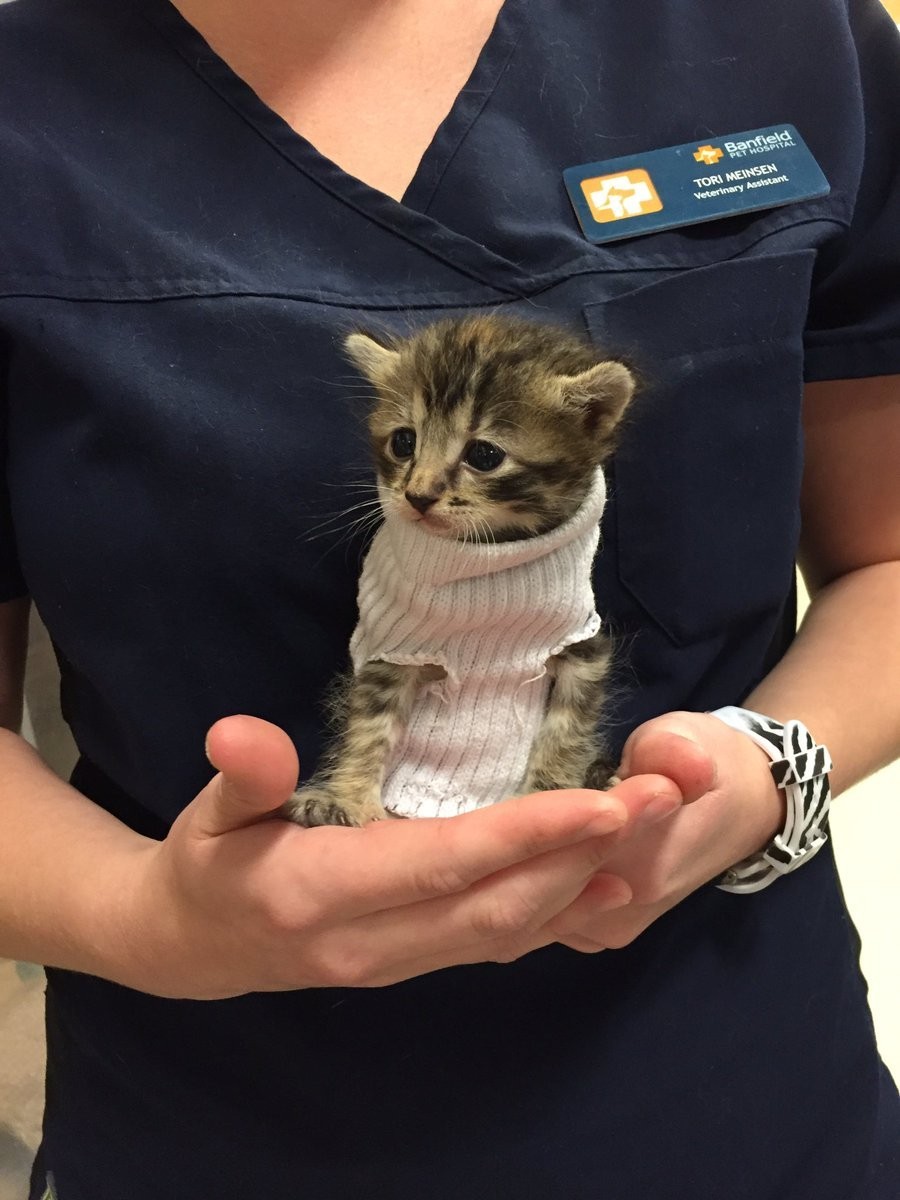 kitten in sweater 