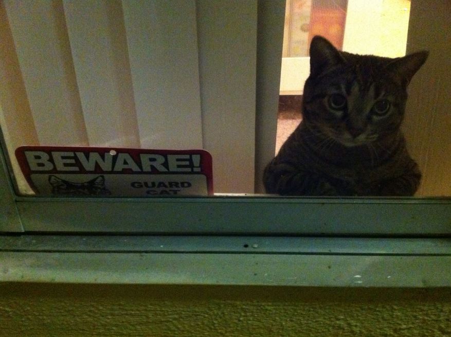 10 cats who take their jobs of guarding the house very seriously