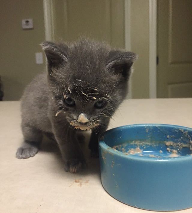 kitten with food mustache 13