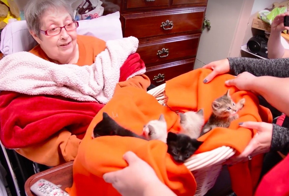 carol in her bed snuggling with cats