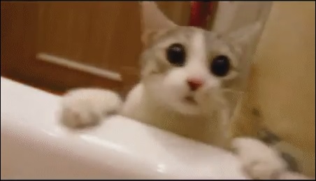 Cat Tries Saving His Human From Drowning Cat Tries Saving His Human From Drowning