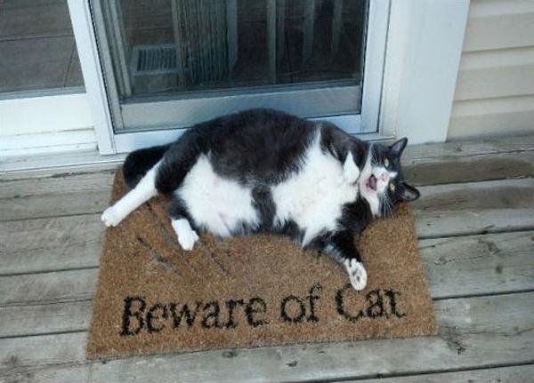 beware of cat 