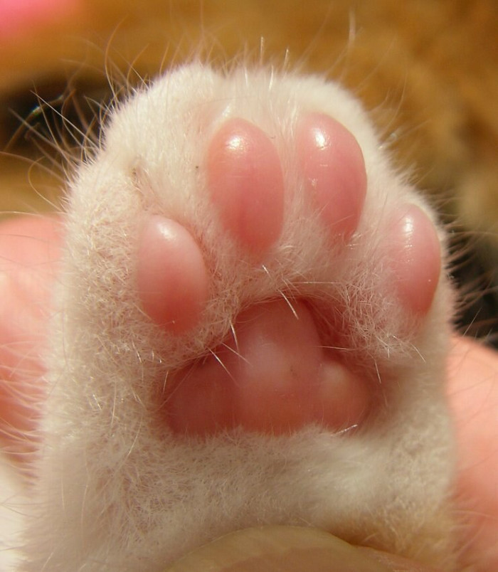 15 adorable pictures of kitty toe beans!