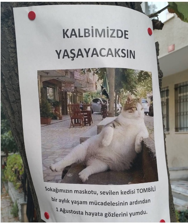tombili poster