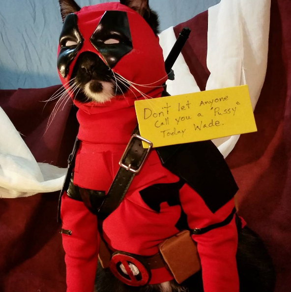 These kitty Halloween costumes are the best I've ever seen! (gallery)