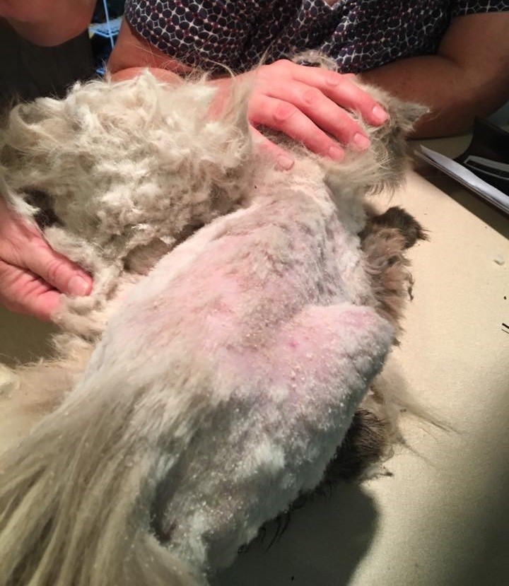 lendy getting shaved