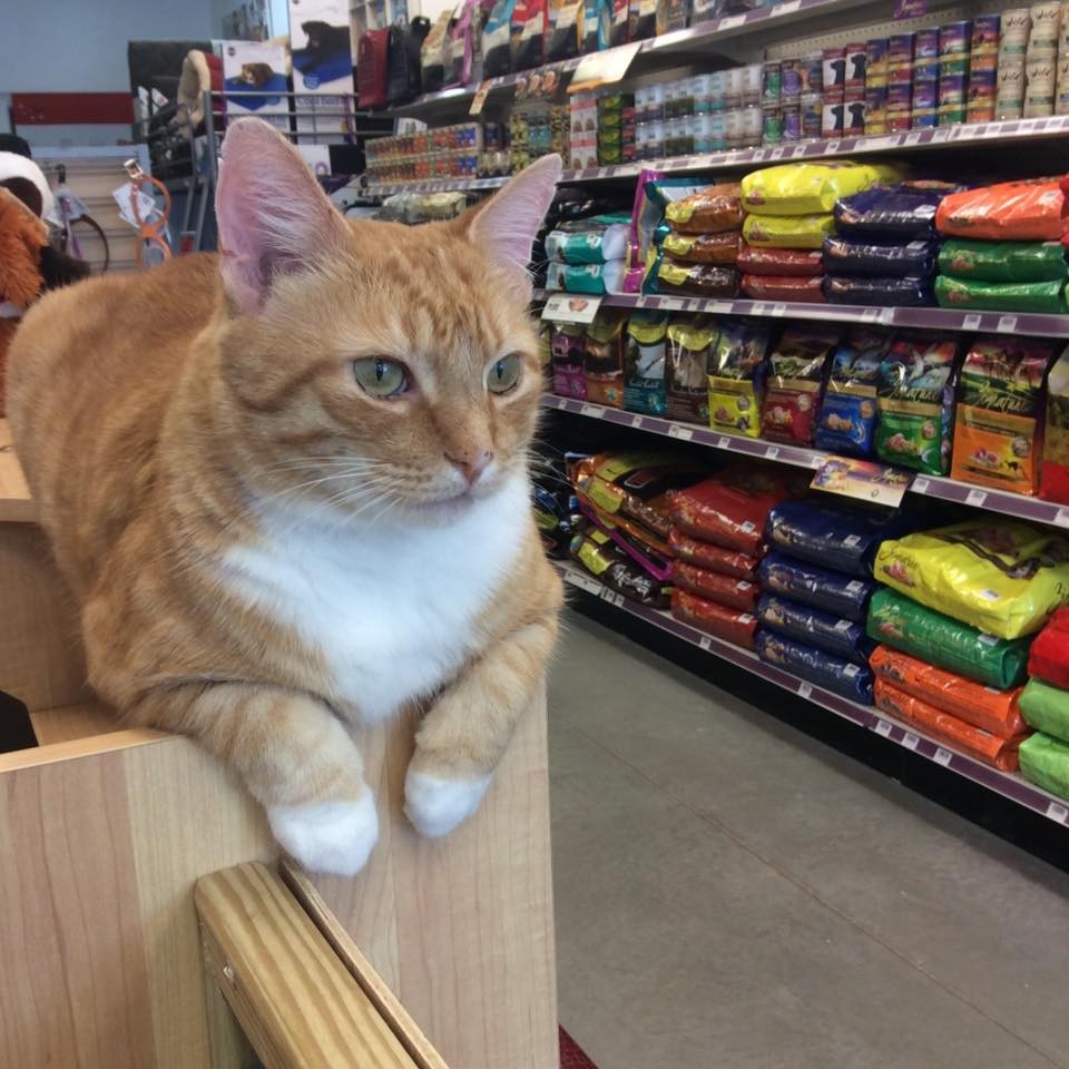 Cat Store Lexington Ky at Grace Marsh blog