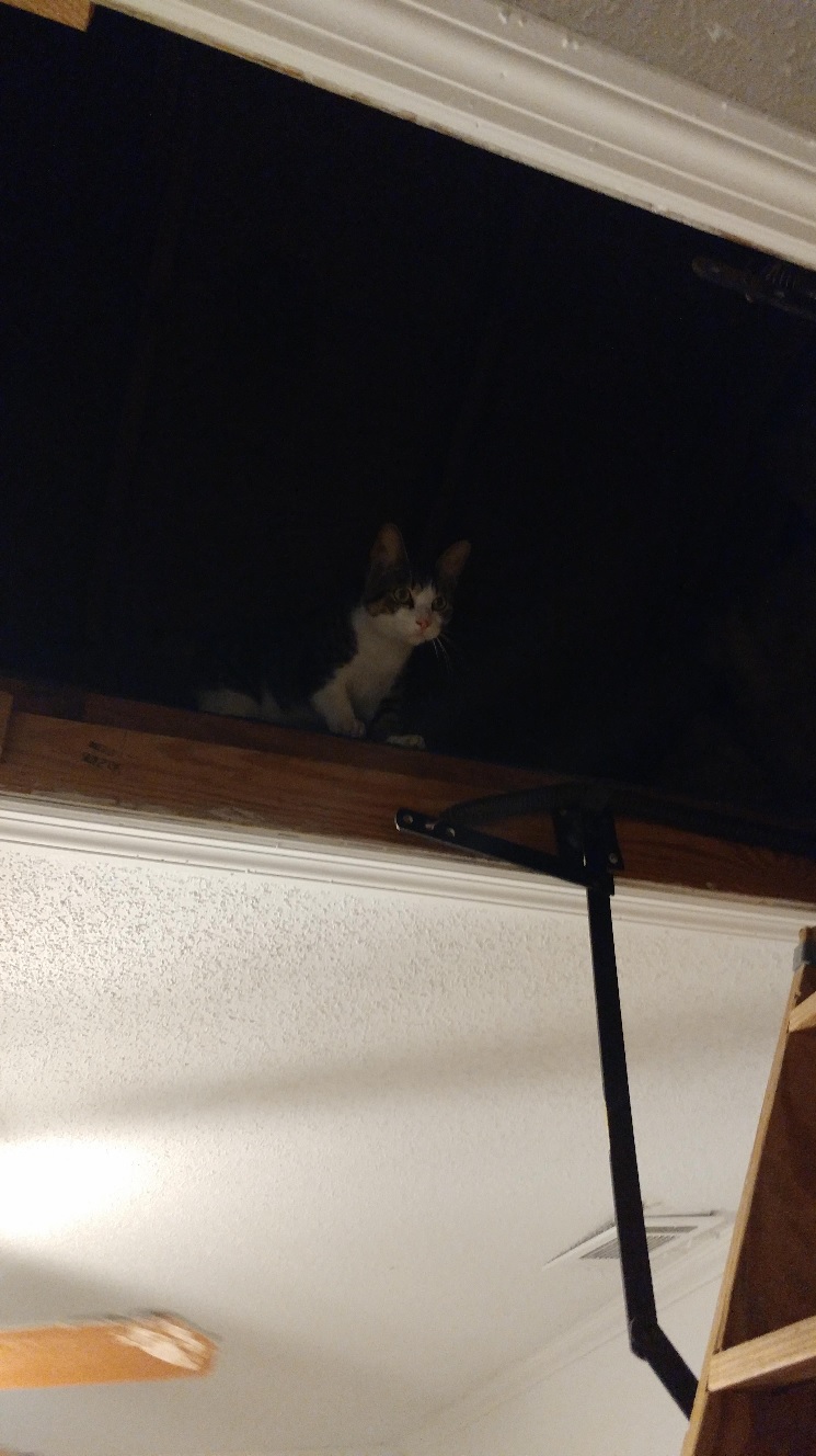 cat in attic