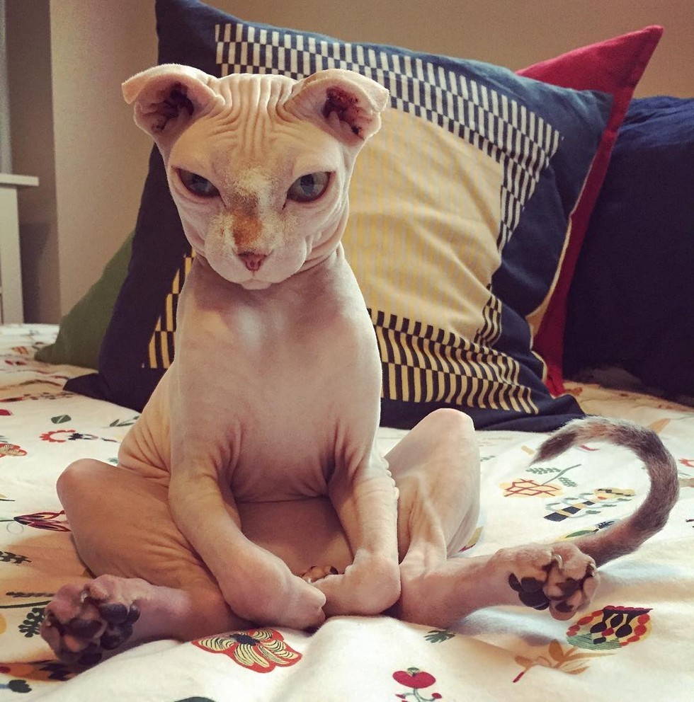 dolores the hairless cat sitting