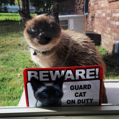 10 cats who take their jobs of guarding the house very seriously