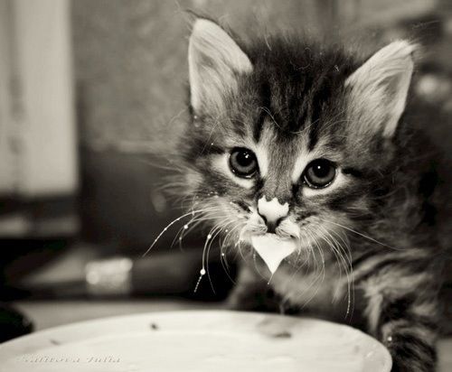 kitten with milk mustache 11