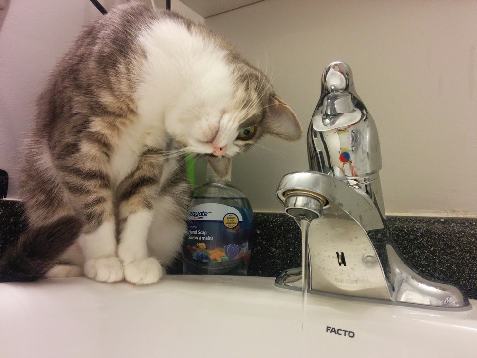 tiny examining the faucet
