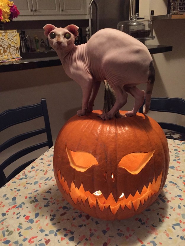 dobby cat on pumpkin