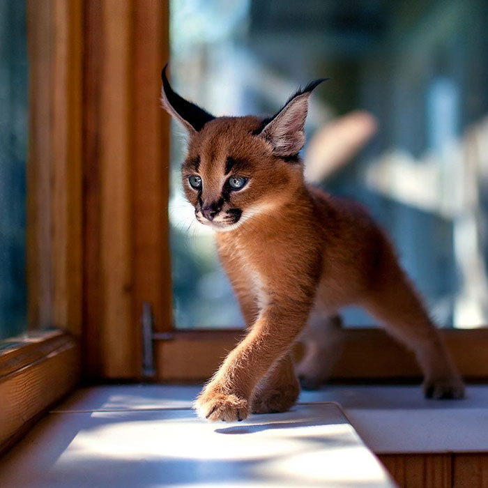 15 adorable pictures of baby caracals 